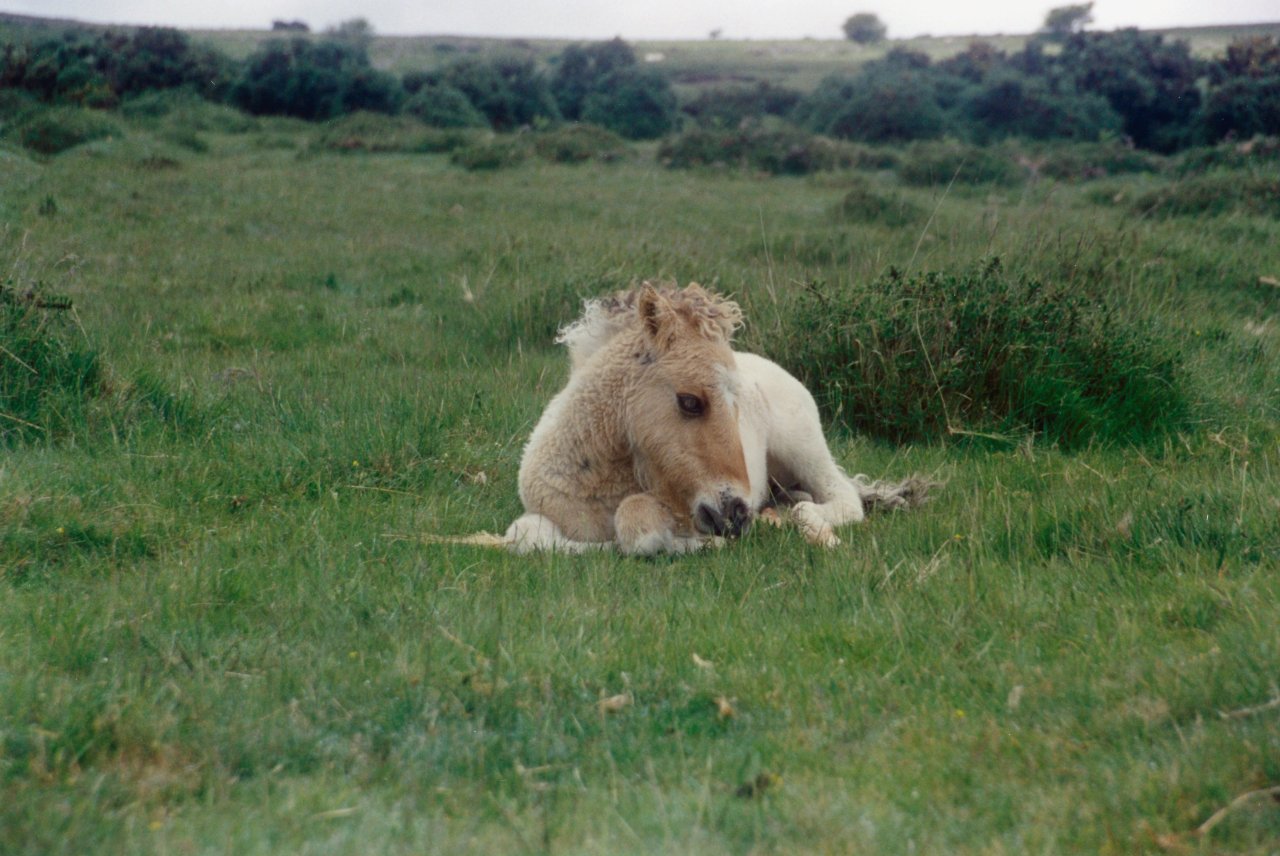 Dartmoor ponies June 2000